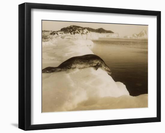 A Weddell Seal About to Dive at West Beach, Cape Evans, Antarctica, 1911-Herbert Ponting-Framed Photographic Print