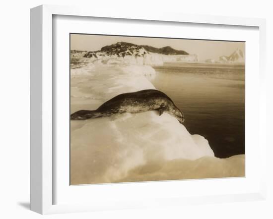 A Weddell Seal About to Dive at West Beach, Cape Evans, Antarctica, 1911-Herbert Ponting-Framed Photographic Print