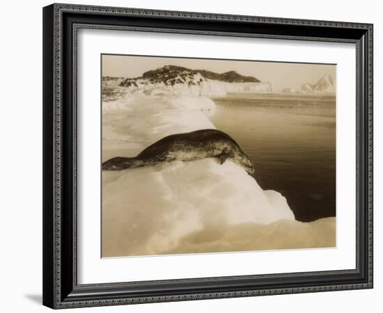 A Weddell Seal About to Dive at West Beach, Cape Evans, Antarctica, 1911-Herbert Ponting-Framed Photographic Print