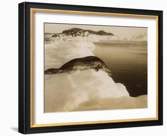 A Weddell Seal About to Dive at West Beach, Cape Evans, Antarctica, 1911-Herbert Ponting-Framed Photographic Print