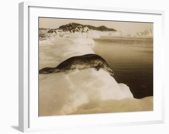 A Weddell Seal About to Dive at West Beach, Cape Evans, Antarctica, 1911-Herbert Ponting-Framed Photographic Print