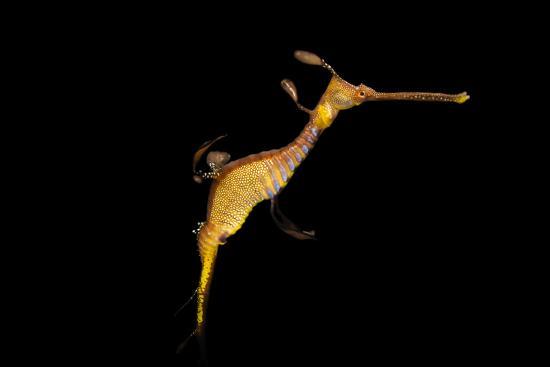 A Weedy Seadragon Phyllopteryx Taeniolatus At The Dallas World