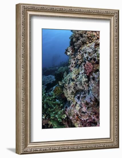 A Well-Camouflaged Crocodilefish Lies on a Coral Reef in Indonesia-Stocktrek Images-Framed Photographic Print