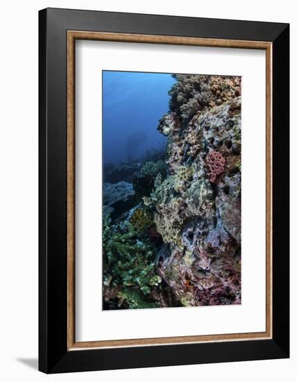 A Well-Camouflaged Crocodilefish Lies on a Coral Reef in Indonesia-Stocktrek Images-Framed Photographic Print