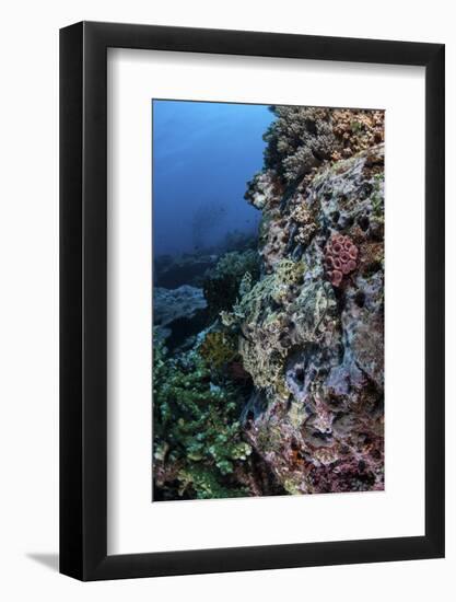 A Well-Camouflaged Crocodilefish Lies on a Coral Reef in Indonesia-Stocktrek Images-Framed Photographic Print