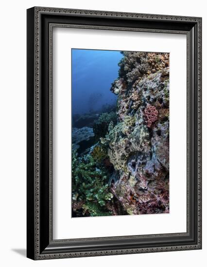 A Well-Camouflaged Crocodilefish Lies on a Coral Reef in Indonesia-Stocktrek Images-Framed Photographic Print