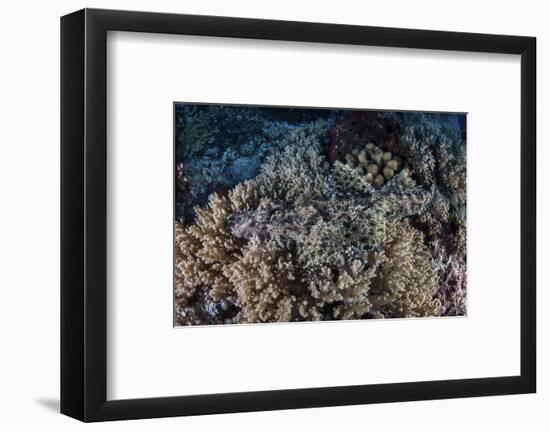 A Well-Camouflaged Crocodilefish Lies on a Coral Reef in Indonesia-Stocktrek Images-Framed Photographic Print