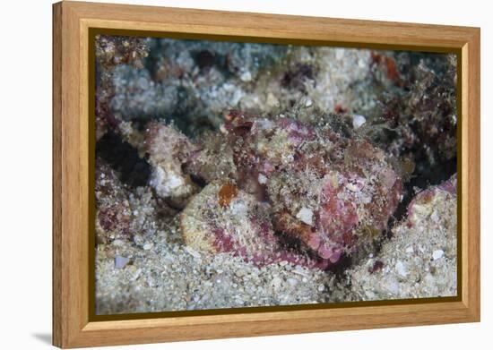 A Well-Camouflaged Scorpionfish Lays on a Coral Reef-Stocktrek Images-Framed Premier Image Canvas