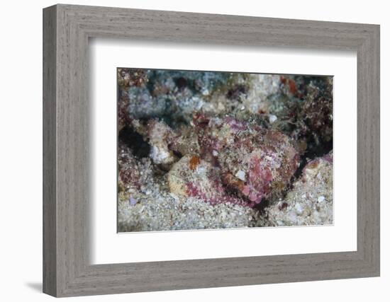 A Well-Camouflaged Scorpionfish Lays on a Coral Reef-Stocktrek Images-Framed Photographic Print