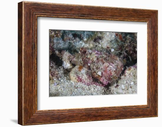 A Well-Camouflaged Scorpionfish Lays on a Coral Reef-Stocktrek Images-Framed Photographic Print