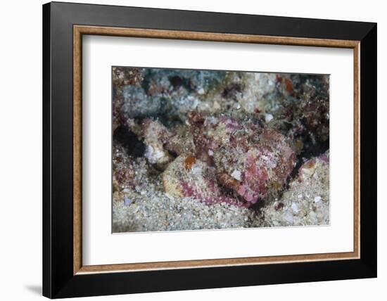 A Well-Camouflaged Scorpionfish Lays on a Coral Reef-Stocktrek Images-Framed Photographic Print