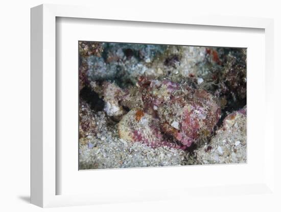 A Well-Camouflaged Scorpionfish Lays on a Coral Reef-Stocktrek Images-Framed Photographic Print