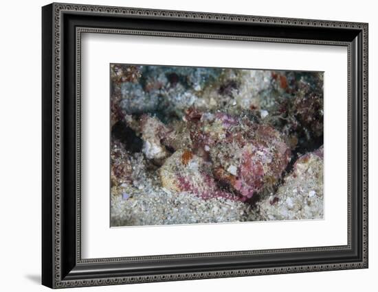 A Well-Camouflaged Scorpionfish Lays on a Coral Reef-Stocktrek Images-Framed Photographic Print