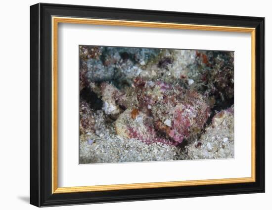 A Well-Camouflaged Scorpionfish Lays on a Coral Reef-Stocktrek Images-Framed Photographic Print