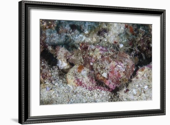 A Well-Camouflaged Scorpionfish Lays on a Coral Reef-Stocktrek Images-Framed Photographic Print