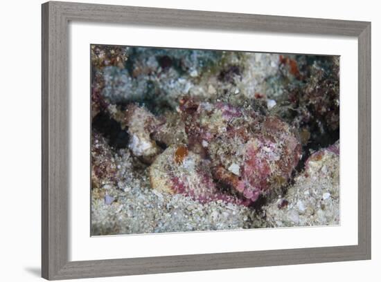 A Well-Camouflaged Scorpionfish Lays on a Coral Reef-Stocktrek Images-Framed Photographic Print