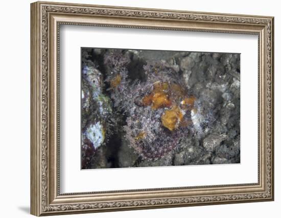 A Well-Camouflaged Scorpionfish Lies on an Underwater Slope-Stocktrek Images-Framed Photographic Print