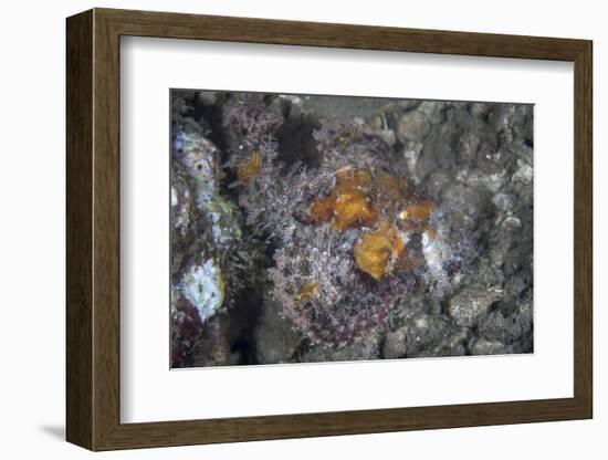 A Well-Camouflaged Scorpionfish Lies on an Underwater Slope-Stocktrek Images-Framed Photographic Print