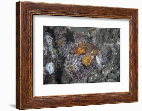 A Well-Camouflaged Scorpionfish Lies on an Underwater Slope-Stocktrek Images-Framed Photographic Print