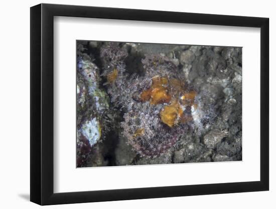 A Well-Camouflaged Scorpionfish Lies on an Underwater Slope-Stocktrek Images-Framed Photographic Print