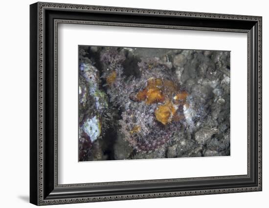 A Well-Camouflaged Scorpionfish Lies on an Underwater Slope-Stocktrek Images-Framed Photographic Print