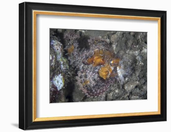 A Well-Camouflaged Scorpionfish Lies on an Underwater Slope-Stocktrek Images-Framed Photographic Print