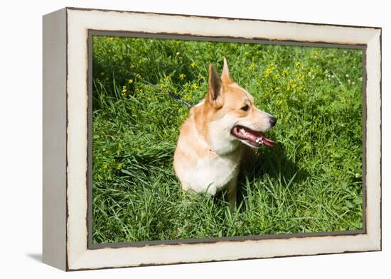 A Welsh Corgi Pembroke Dog in the Grass-SelenaRus-Framed Premier Image Canvas