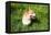 A Welsh Corgi Pembroke Dog in the Grass-SelenaRus-Framed Premier Image Canvas