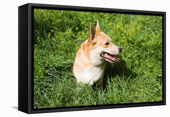 A Welsh Corgi Pembroke Dog in the Grass-SelenaRus-Framed Premier Image Canvas