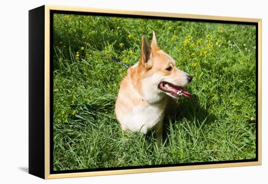 A Welsh Corgi Pembroke Dog in the Grass-SelenaRus-Framed Premier Image Canvas