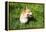 A Welsh Corgi Pembroke Dog in the Grass-SelenaRus-Framed Premier Image Canvas