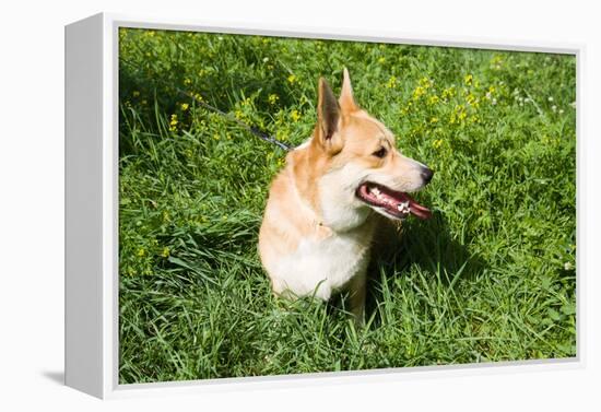 A Welsh Corgi Pembroke Dog in the Grass-SelenaRus-Framed Premier Image Canvas