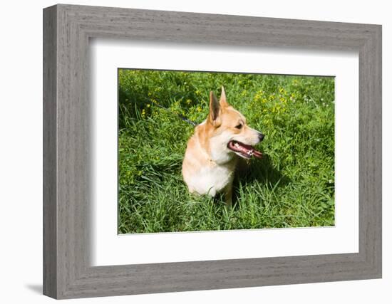 A Welsh Corgi Pembroke Dog in the Grass-SelenaRus-Framed Photographic Print