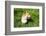 A Welsh Corgi Pembroke Dog in the Grass-SelenaRus-Framed Photographic Print