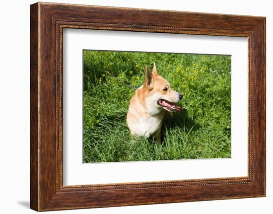 A Welsh Corgi Pembroke Dog in the Grass-SelenaRus-Framed Photographic Print