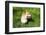 A Welsh Corgi Pembroke Dog in the Grass-SelenaRus-Framed Photographic Print