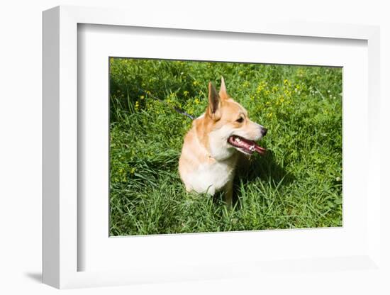 A Welsh Corgi Pembroke Dog in the Grass-SelenaRus-Framed Photographic Print