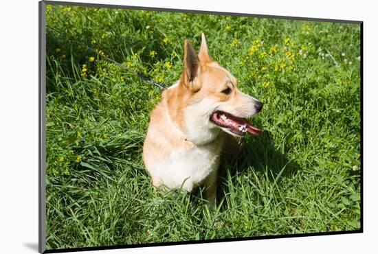 A Welsh Corgi Pembroke Dog in the Grass-SelenaRus-Mounted Photographic Print