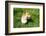 A Welsh Corgi Pembroke Dog in the Grass-SelenaRus-Framed Photographic Print