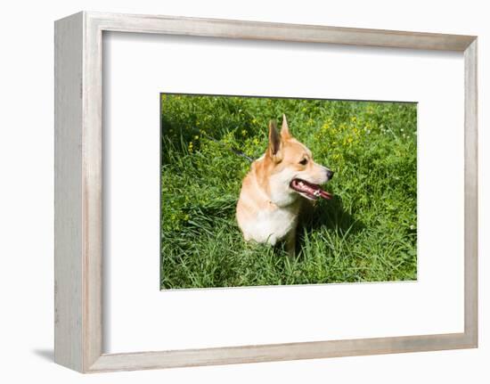 A Welsh Corgi Pembroke Dog in the Grass-SelenaRus-Framed Photographic Print