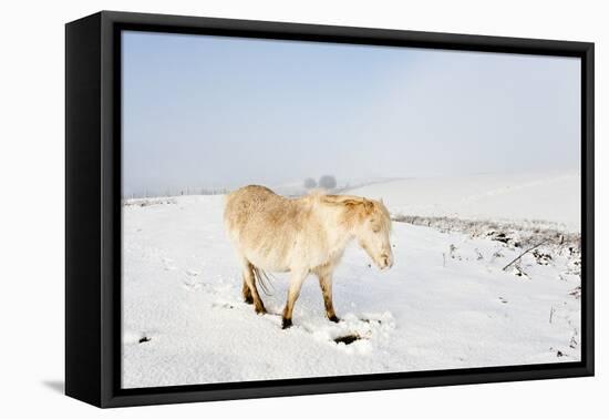 A Welsh Pony Forages for Food under the Snow on the Mynydd Epynt Moorland-Graham Lawrence-Framed Premier Image Canvas
