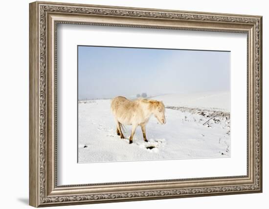 A Welsh Pony Forages for Food under the Snow on the Mynydd Epynt Moorland-Graham Lawrence-Framed Photographic Print