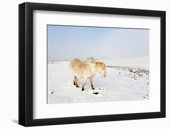 A Welsh Pony Forages for Food under the Snow on the Mynydd Epynt Moorland-Graham Lawrence-Framed Photographic Print