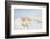 A Welsh Pony Forages for Food under the Snow on the Mynydd Epynt Moorland-Graham Lawrence-Framed Photographic Print