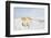 A Welsh Pony Forages for Food under the Snow on the Mynydd Epynt Moorland-Graham Lawrence-Framed Photographic Print