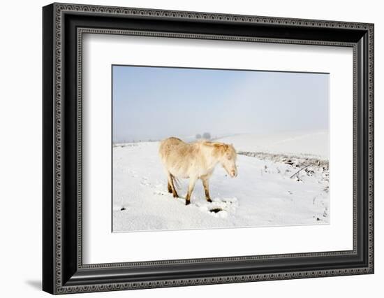 A Welsh Pony Forages for Food under the Snow on the Mynydd Epynt Moorland-Graham Lawrence-Framed Photographic Print