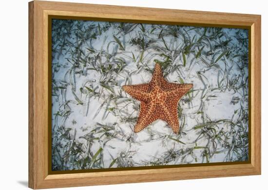 A West Indian Starfish on the Seafloor in Turneffe Atoll, Belize-Stocktrek Images-Framed Premier Image Canvas