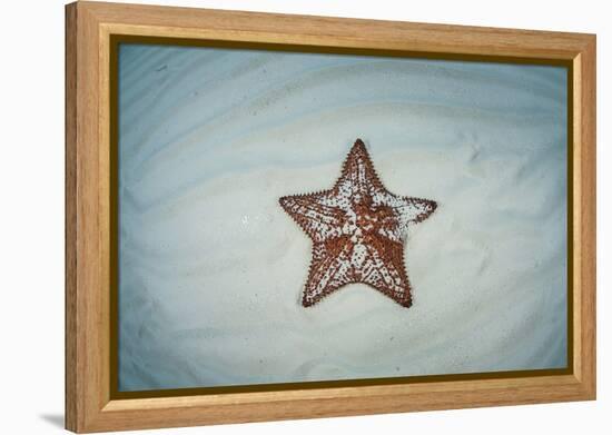 A West Indian Starfish on the Seafloor in Turneffe Atoll, Belize-Stocktrek Images-Framed Premier Image Canvas