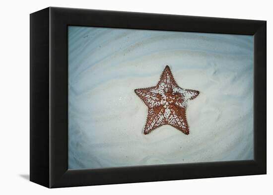 A West Indian Starfish on the Seafloor in Turneffe Atoll, Belize-Stocktrek Images-Framed Premier Image Canvas