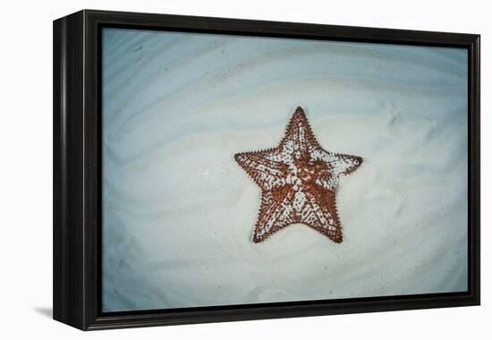 A West Indian Starfish on the Seafloor in Turneffe Atoll, Belize-Stocktrek Images-Framed Premier Image Canvas